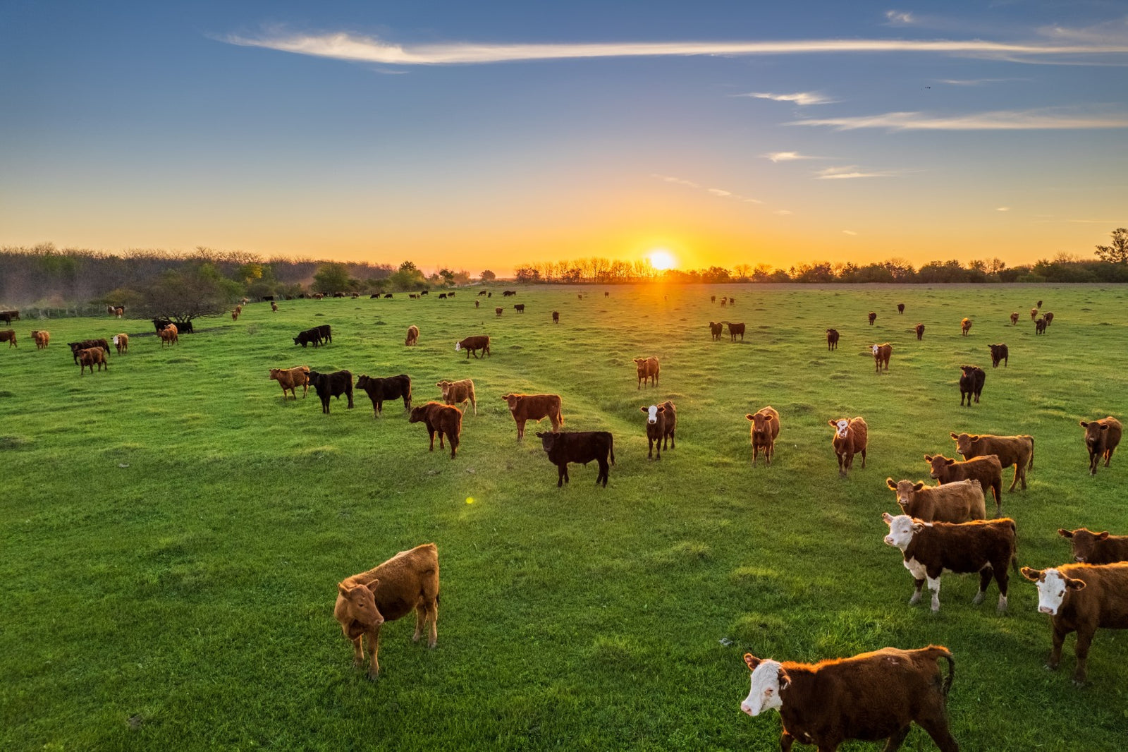 Jensen Ranch Beef Co photo 21